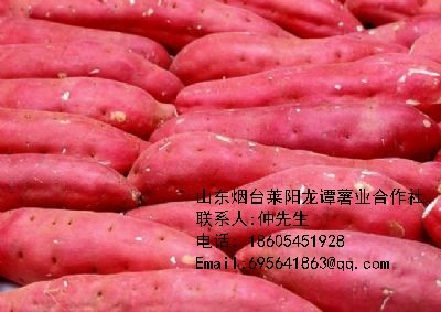 供应红薯甘薯番薯地瓜